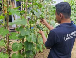 *Mentimun Giok Jadi Komoditas Baru Pembinaan Kemandirian Lapas Pangkalpinang*