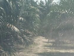 BONGKAR! PULUHAN HEKTARE HUTAN PRODUKSI LAMPUR DISULAP JADI KEBUN SAWIT, NAMA NOVI ALIAS TEK QIUN MUNCUL`