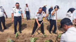 Lapas Pangkalpinang Produktifkan Lahan Idle Lewat Penanaman Nanas Lokal Tuatunu