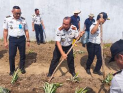 Lapas Pangkalpinang Produktifkan Lahan Idle Lewat Penanaman Nanas Lokal Tuatunu