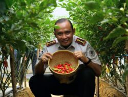 Lapas Pangkalpinang Panen Perdana 16 Kg Cabai Rawit di Lahan Marginal